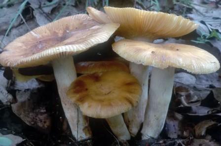 Как жарить грибы валуи: рецепты с фото